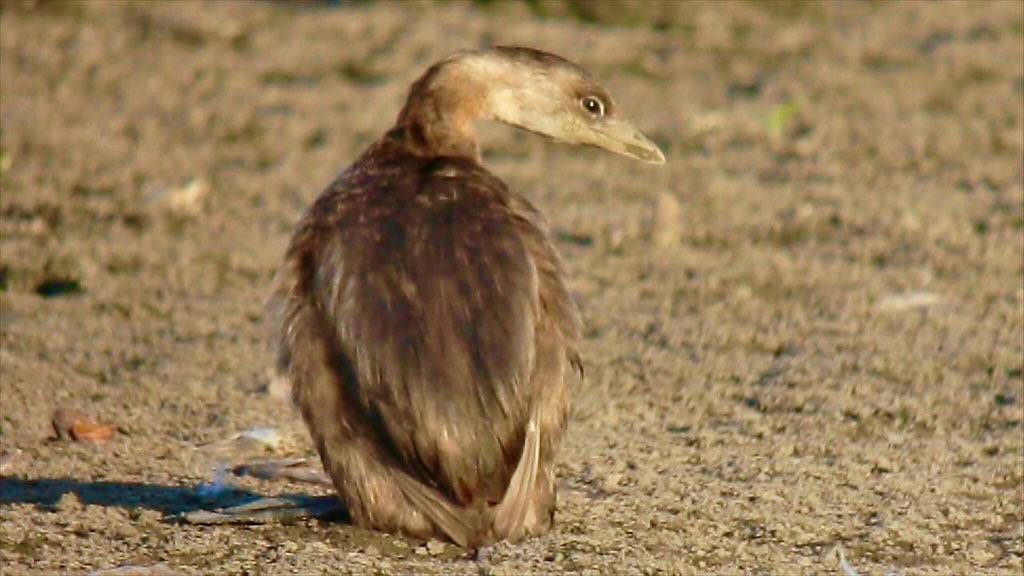Pied-billed Grebe - on land by Wildreturn is licensed under CC BY 2.0